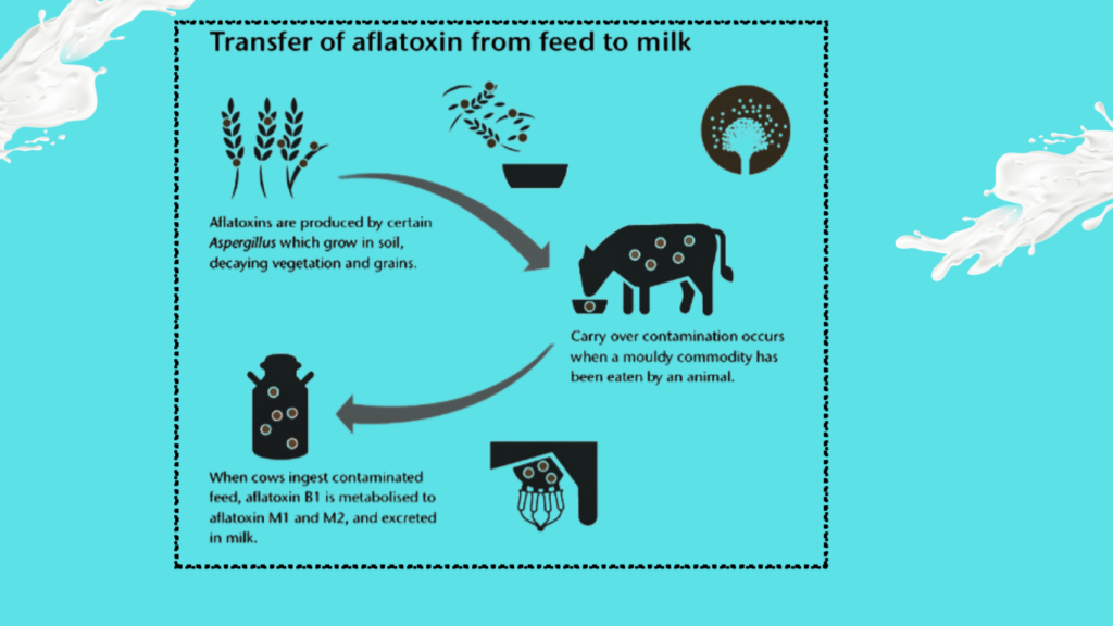 Aflatoxin Control In Milk -दुधातील Aflatoxin बुरशीचे नियंत्रण असे करा!